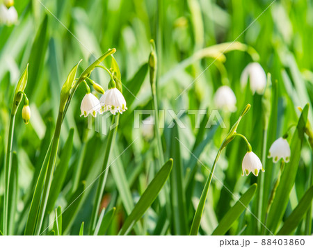 春本番　小さくかわいい満開の真っ白なスノーフレーク 88403860