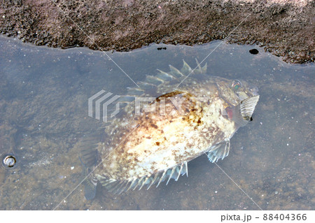 ヒレの骨が毒バリのアイゴ ヒレの骨が毒バリのアイゴ 88404366