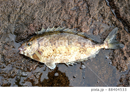 ヒレの骨が毒バリのアイゴ 88404533