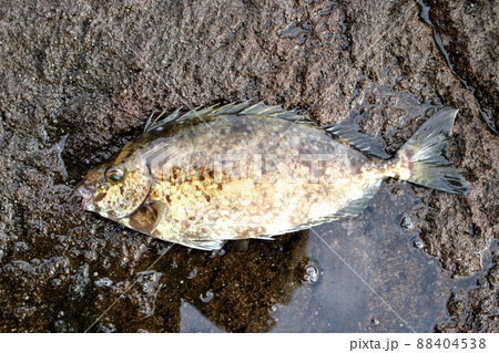 ヒレの骨が毒バリのアイゴ 88404538