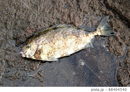 ヒレの骨が毒バリのアイゴ 88404540