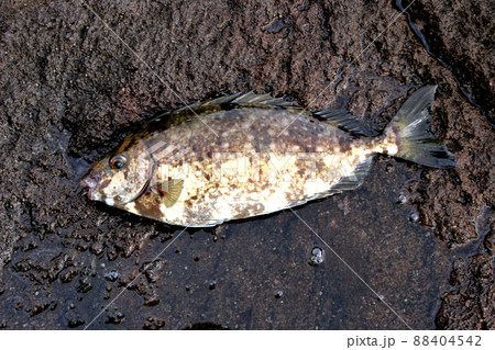 ヒレの骨が毒バリのアイゴ 88404542