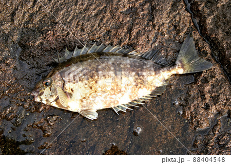 ヒレの骨が毒バリのアイゴ 88404548