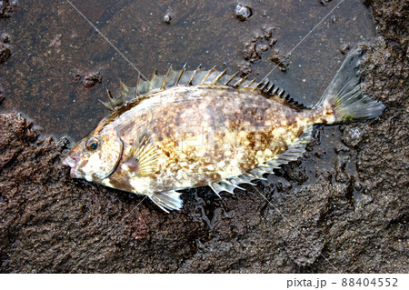 ヒレの骨が毒バリのアイゴ 88404552