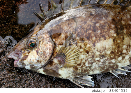 ヒレの骨が毒バリのアイゴ ヒレの骨が毒バリのアイゴ 88404555