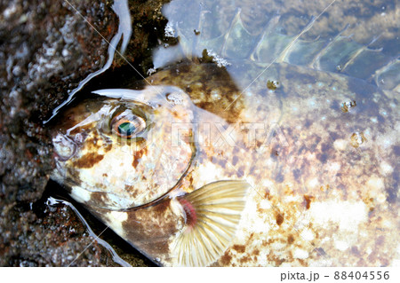 ヒレの骨が毒バリのアイゴ 88404556