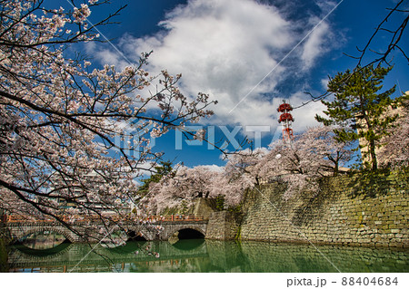 さくら―福井県庁 88404684
