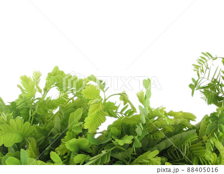 Close up of   fresh tamarind leaves for Thai dish isolated on white background 88405016
