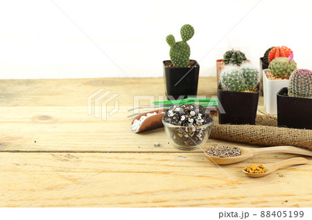 Plant small cactus with gardening tools - organic soil , perlite , vermiculite and fertilizer - Save the earth 88405199