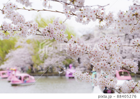 【東京の春イメージ】不忍池と満開の桜 88405276