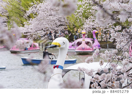 【東京の春イメージ】不忍池と満開の桜 【東京の春イメージ】不忍池と満開の桜 88405279