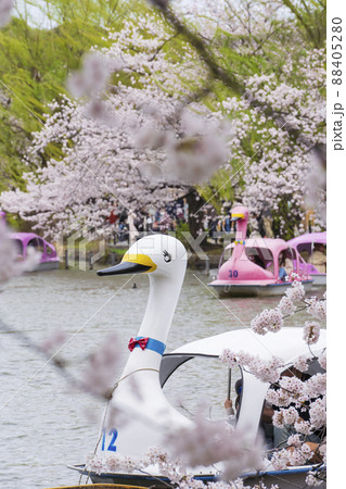 【東京の春イメージ】不忍池と満開の桜 88405280