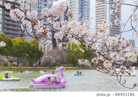 【東京の春イメージ】不忍池と満開の桜 【東京の春イメージ】不忍池と満開の桜 88405286