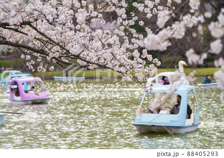 【東京の春イメージ】不忍池と満開の桜 88405293