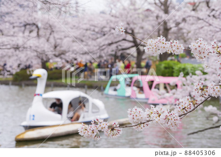 【東京の春イメージ】不忍池と満開の桜 88405306