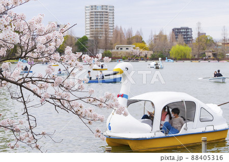 【東京の春イメージ】不忍池と満開の桜 88405316