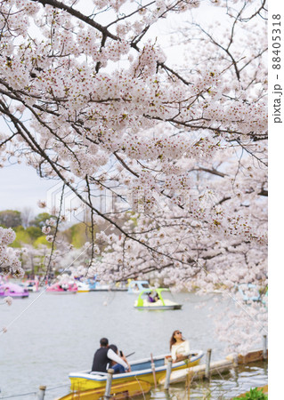 【東京の春イメージ】不忍池と満開の桜 88405318