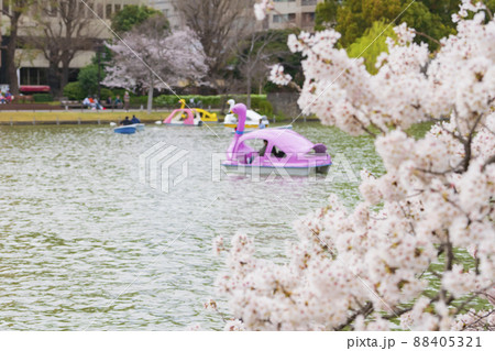 【東京の春イメージ】不忍池と満開の桜 88405321