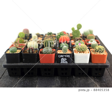 Group of small and beautiful cactus arrange on black table against white 88405358
