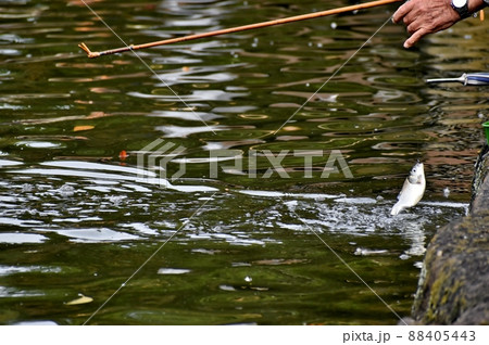 ヘラブナ釣り ヘラブナ釣り 88405443