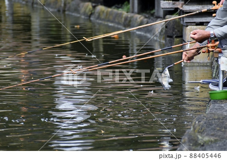 ヘラブナ釣り ヘラブナ釣り 88405446