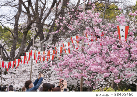 【東京の花見】上野公園の桜 【東京の花見】上野公園の桜 88405460