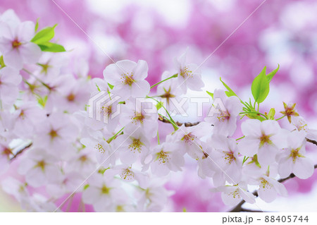 【春イメージ】桜 88405744