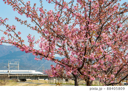 快晴の下、河津桜が咲く中、走行する東海道新幹線N700A 88405809