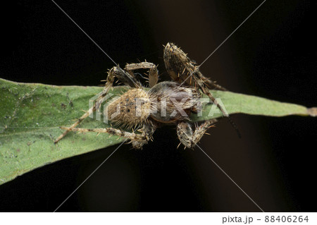 Orb weaver spider, Arnea species, Satara, Maharashtra, India 88406264