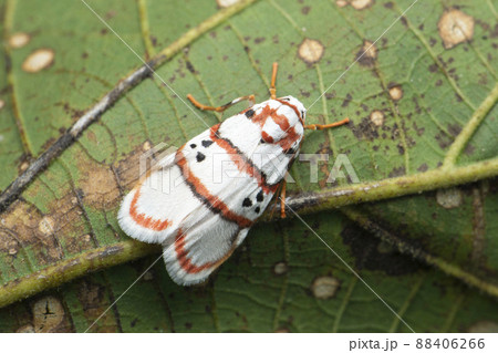 Red striped tiger moth species, Satara, Maharashtra, India 88406266