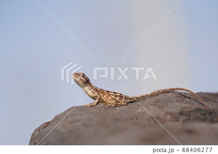 Male blue fanthroated lizard, Sarada deccanensis, Satara, Maharashtra, India 88406277