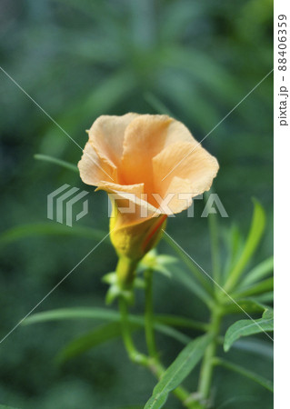 Yellow oleander, Cascabela thevetia is a poisonous plant, Satara, Maharashtra, India 88406359