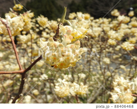 満開の「ミツマタ」の花 満開の「ミツマタ」の花 88406468