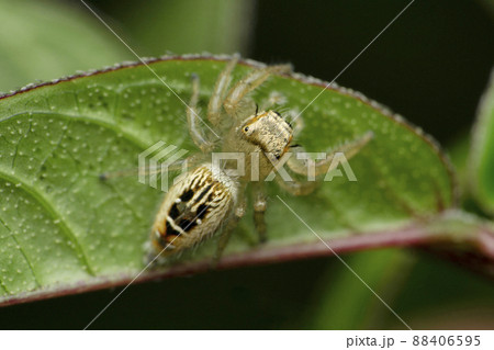 Dorsal view of Jumping spider, Thyene imperialis female, Satara, Maharashtra, India 88406595
