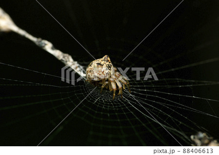 Trash hold spider, Satara, Maharashtra, India 88406613