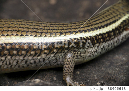 Body scales of bronze grass skink, Satara, Maharashtra, India 88406618