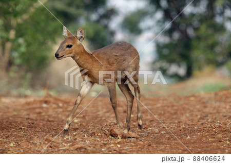 Indian muntjac , Muntiacus muntjak, Satara, Maharashtra, India 88406624