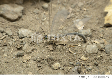 Female lacewing insect laying eggs in sand, Satara, Maharashtra, India Female lacewing insect laying eggs in sand, Satara, Maharashtra, India 88406625