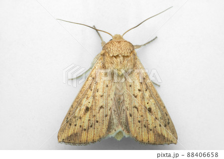 Silk moth species, Satara, Maharashtra, India Silk moth species, Satara, Maharashtra, India 88406658