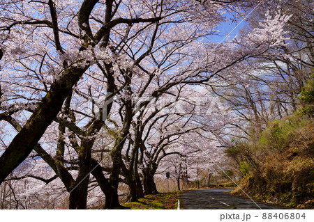 桜満開宣言の日の高円山ドライブウエイ 桜満開宣言の日の高円山ドライブウエイ 88406804