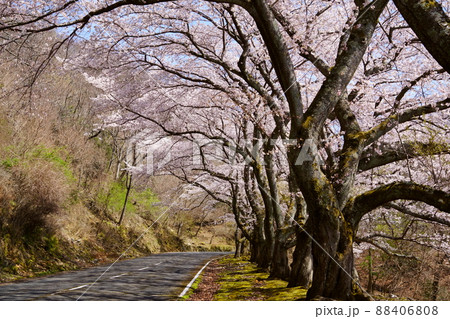 桜満開宣言の日の高円山ドライブウエイ 88406808