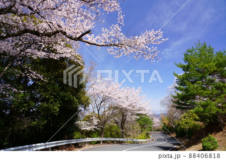 桜満開宣言の日の奈良奥山ドライブウエイ 桜満開宣言の日の奈良奥山ドライブウエイ 88406818