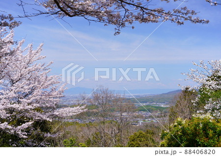 桜満開宣言の日の奈良奥山ドライブウエイ 桜満開宣言の日の奈良奥山ドライブウエイ 88406820