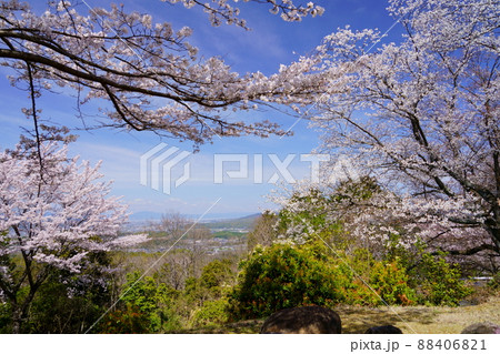 桜満開宣言の日の奈良奥山ドライブウエイ 88406821