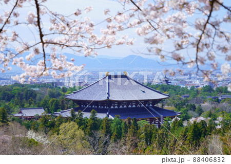 桜満開宣言の日の東大寺と興福寺五重塔 桜満開宣言の日の東大寺と興福寺五重塔 88406832