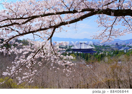 桜満開宣言の日の東大寺と興福寺五重塔 88406844
