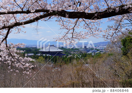 桜満開宣言の日の東大寺と興福寺五重塔 桜満開宣言の日の東大寺と興福寺五重塔 88406846