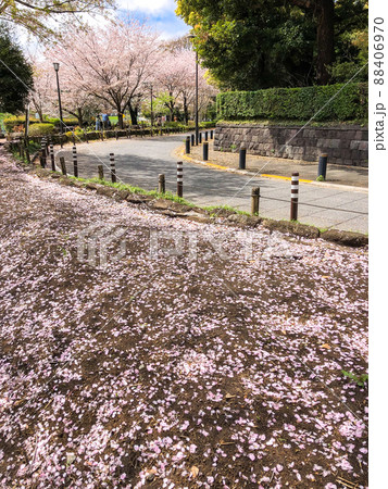 東京九段・千鳥ヶ淵の桜並木 88406970
