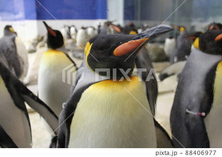 白浜アドベンチャーワールドのペンギン 白浜アドベンチャーワールドのペンギン 88406977