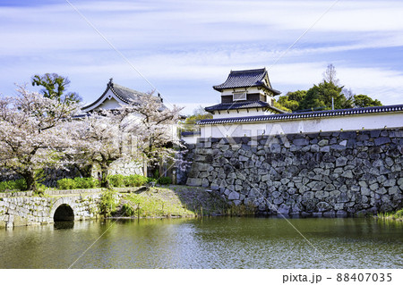 桜が見頃の舞鶴公園　福岡城跡（福岡市中央区） 88407035